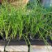 タマネギの苗の植え付け｜セルトレイ苗、2本植え栽培