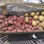 今年栽培するジャガイモの品種｜休眠期間と貯蔵性、特徴｜カラフルポテト
