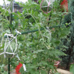 小玉スイカの空中栽培方法｜庭でスイカを作ろう　熱中症対策にも