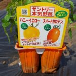 ミニトマトの植え付け｜アイコ、ハニーイエロー、スイートカロテン