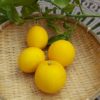 [鉢栽培]サイパンレモンの収穫