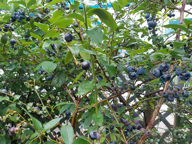 ブルーベリーの収穫とブルーベリーの挿し木の方法