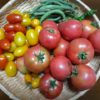 【トマト】ホーム桃太郎とアイコの収穫　割れに強いアイコ
