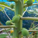 【家庭菜園】パパイヤの実が大きくなってきた　ハワイオウロ