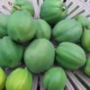 【家庭菜園】庭で栽培中の青パパイヤを収穫　ハワイオウロ