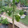 庭でパパイヤ栽培　2年目に突入｜ハワイオウロ