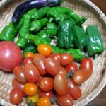 夏野菜の収穫がはじまりました｜トマト、ミニトマト、万願寺とうがらし