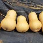 バターナッツカボチャの収穫と冬至カボチャの種まき
