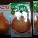 新型コロナワクチン2回目接種とタマネギと大根の種まき