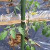 夏野菜　トマトの植え付けとジャガイモの芽かき