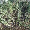タマネギ苗の植え付け　早生品種　セルトレイ苗