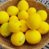 鉢栽培　レモンの収穫