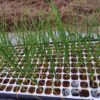 【タマネギ】セルトレイ苗の植え付け