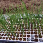 【タマネギ】セルトレイ苗の植え付け